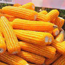 corn for sale